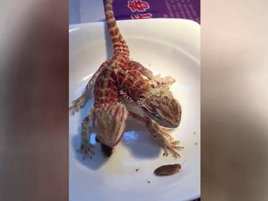 Dünya şokda: İki başlı canlı