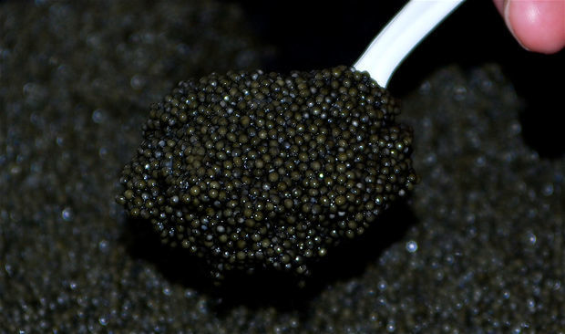 Azərbaycana 5,75 kq qanunsuz nərə balığı kürüsünün keçirilməsinin qarşısı alınıb