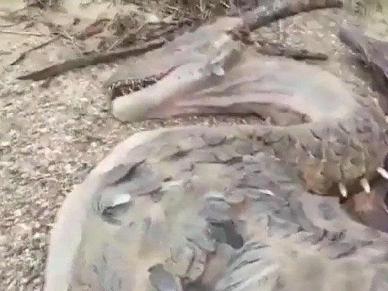 Bu da gerçək əjdaha- Dünya şokda- VİDEO