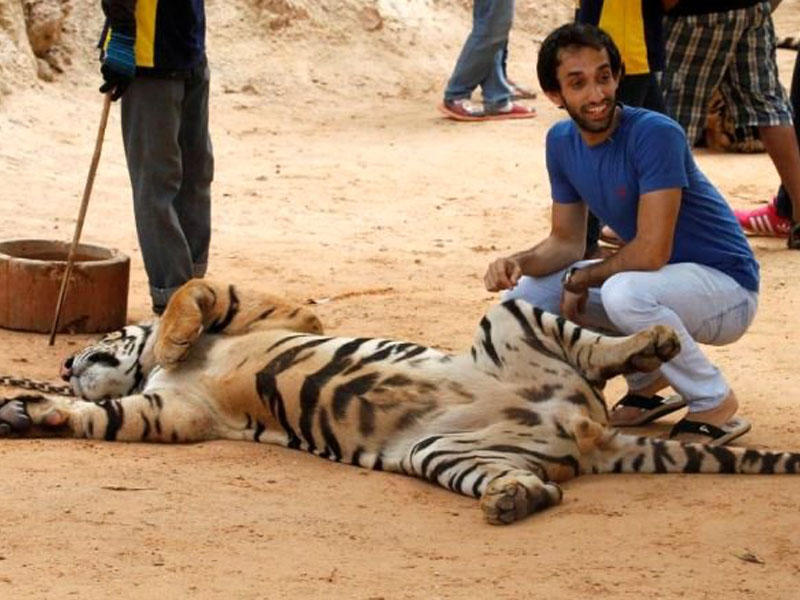 Cinsi gücü artırmaq üçün pələngləri öldürürlər