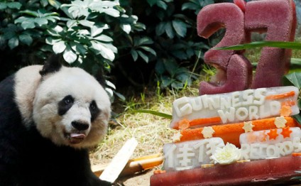 Dünyanın ən qoca pandası öldü