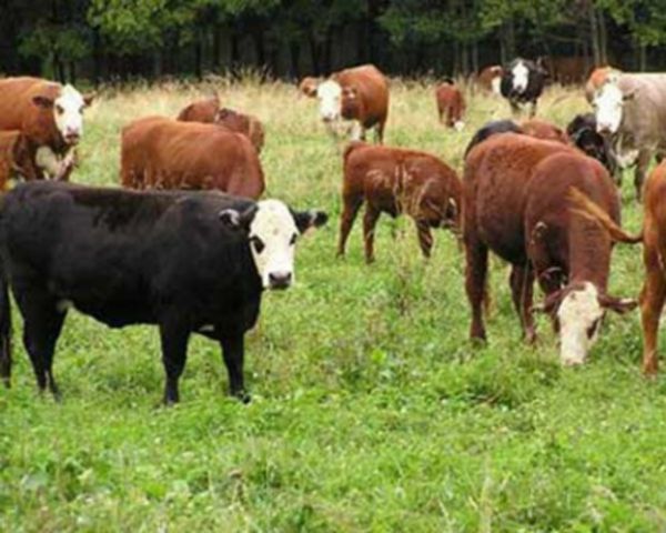 İnəkləri oğurlayan şəxs tutuldu - Tovuzda