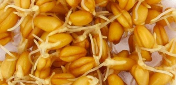 Bu möhtəşəm təbii resept xərçəngi sağaltdı