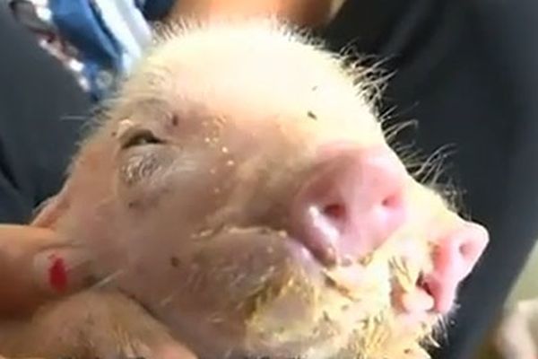 Çində üçgözlü və iki burunlu donuz balası doğuldu – VİDEO