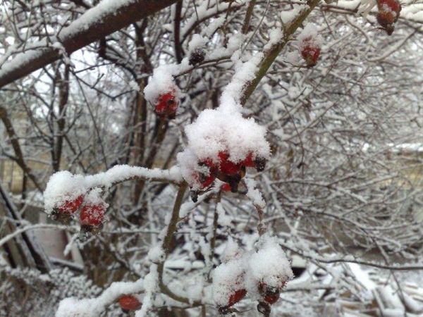 Sulu qar, qar yağacaq - Sabahın havası
