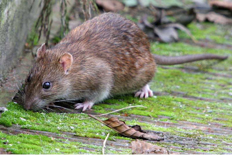 Qəribə qərar: Tutulan hər siçana görə 2 manat pul