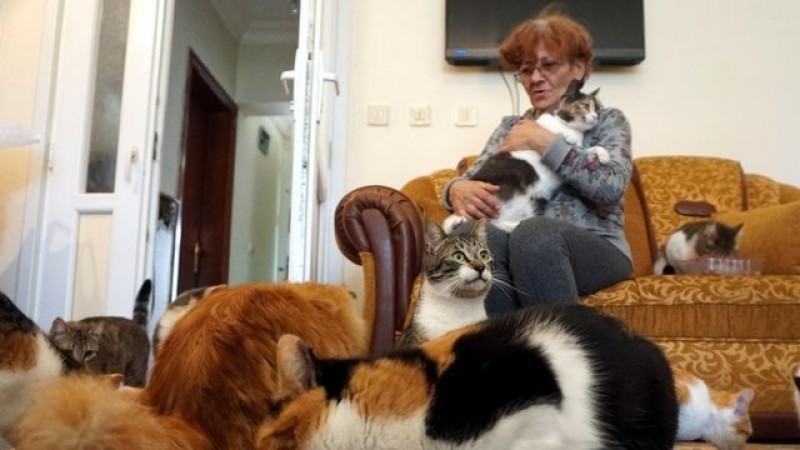 52 yaşlı qadın evdə 80 pişik saxlayır - FOTOLAR