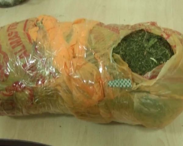 Evdə marixuana tapıldı - FOTO