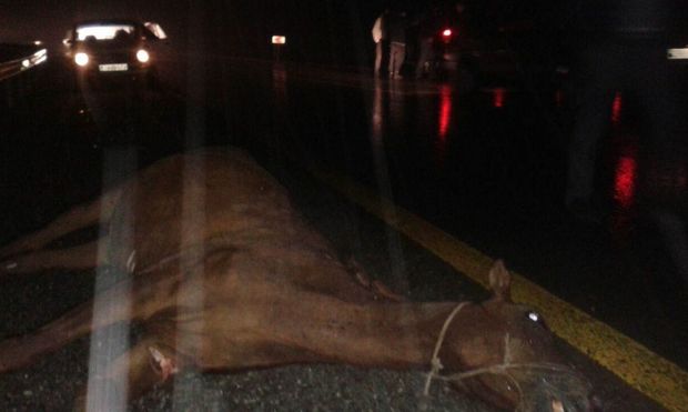 Göyçayda avtomobil atı vurub, xəsarət alan var – FOTO