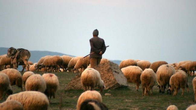 Daşkəsəndə BİABIRÇILIQ! Çobanı belə zorladılar