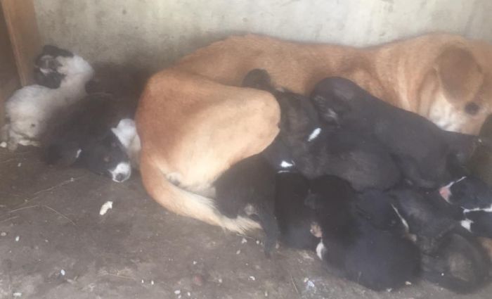 Balaxanı heyvan sığınacağından dəhşətli görüntülər-FOTO-VİDEO