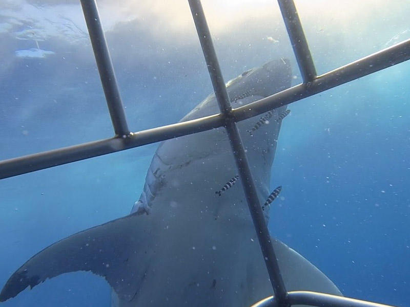 Köpəkbalığı dalğıca hücum etdi - VİDEO