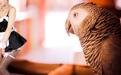 Xəyanətin tək şahidi tutuquşu oldu, amma...