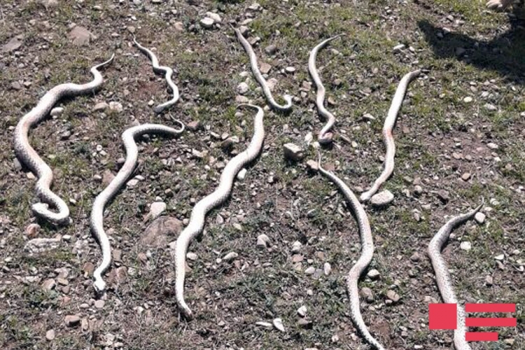 İlanlar kəndə hücum edir - Azərbaycanda + Fotolar