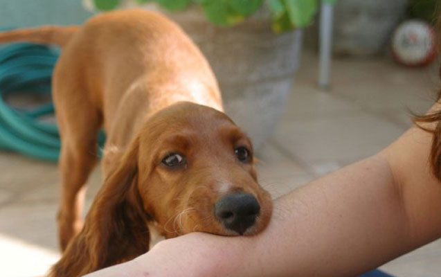 Ağdamda qadını it dişləyib