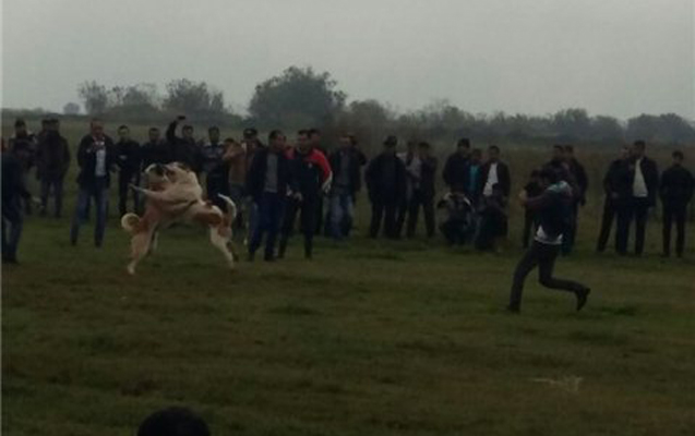 Bərdədə qadağan olunmuş it döyüşü keçirilir - Fotolar + Video