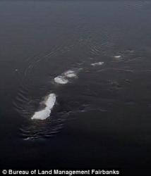 Çayda üzən kəndir idi, yoxsa sirli canlı? - VİDEO - FOTO