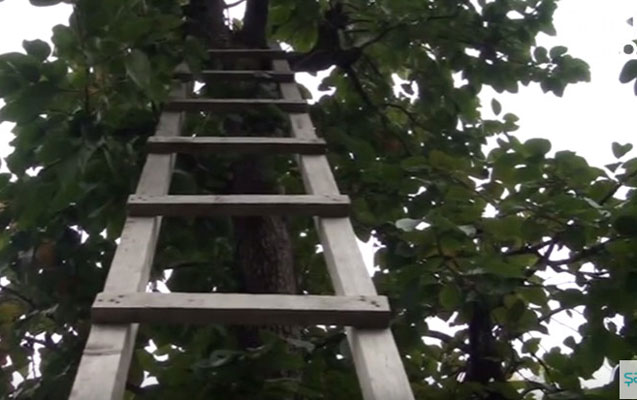 Kişi xurma ağacından yıxılıb öldü