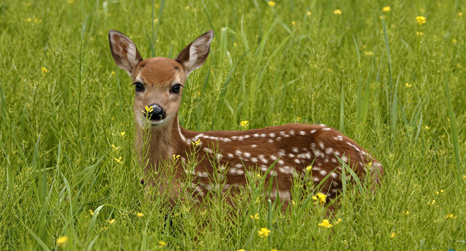 `Ceyranların ovlanması cinayətdir` - Nazirlik