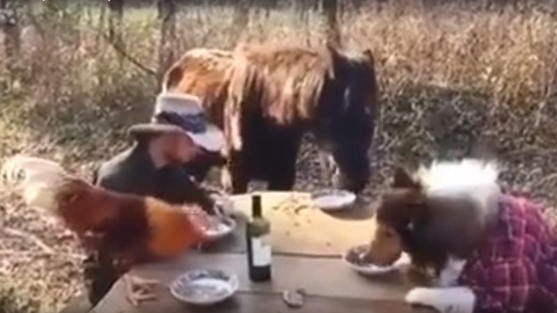 Heyvanlarla çaxır içən fermer – FOTO+VİDEO