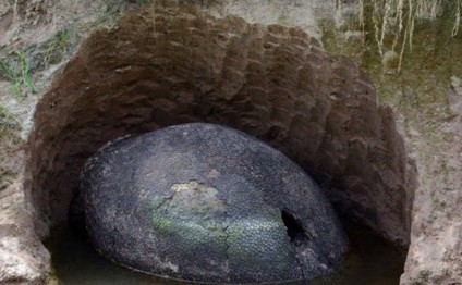 Dünya alimləri ŞOKda: Fermer dinozavr yumurtası tapdı - FOTOLAR