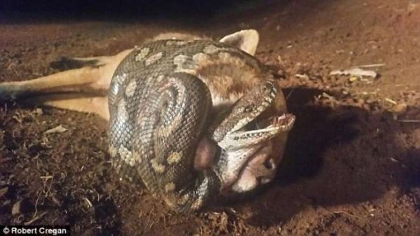 İlan tülkünü belə yedi - FOTOLAR