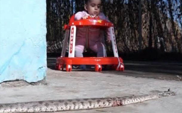 Ağdamda ilan sürüsü evlərə girib — FOTOLAR