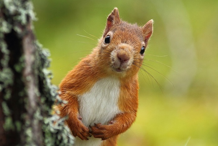 Dələ qocalar evinə hücum etdi - Yaralılar var