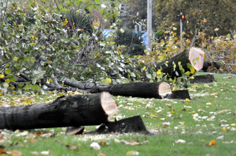 Qanunsuz ağac kəsənləri 2 il həbs gözləyir - Məcəllədə Dəyişiklik