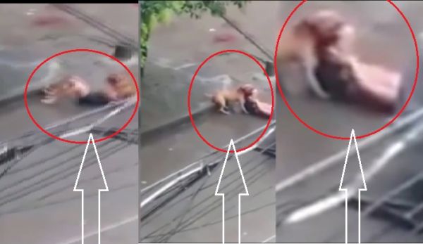 İt onu belə parçaladı, görüntülər anbaan... - Əsəbi zəif olanlar baxmasın! - VİDEO