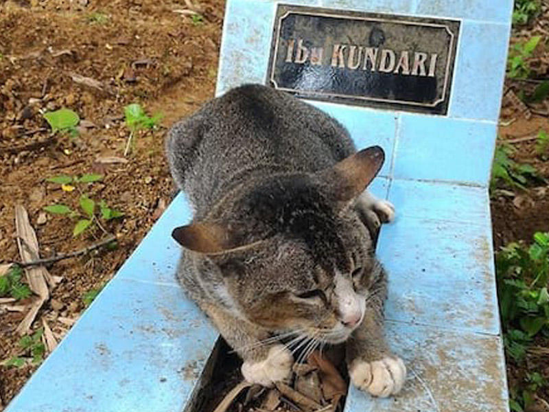 Sahibəsinə vəfalı pişik milyonları kövrəltdi - FOTOLAR