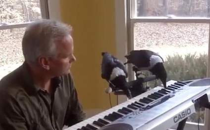 Qarğalardan fantastik ifa – FOTO/VİDEO