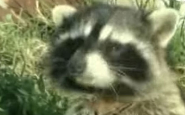 Amerika yenotu Sabirabada necə gəlib çıxdı? — VİDEO