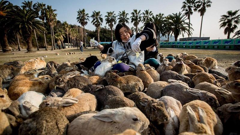 Bu adada ancaq dovşanlar və insanlar yaşayır – FOTOLAR