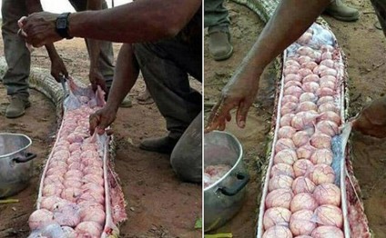 Kəndlilər nəhəng ana ilanı öldürdülər - FOTOLAR