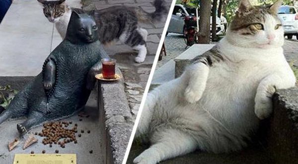 Heykəli oğurlanan Tombili - Rusiyada gündəm oldu - FOTOLAR