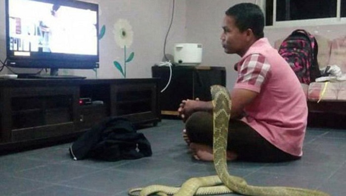 Sevgilisini itirən kişi kobra ilə evləndi - FOTOLAR