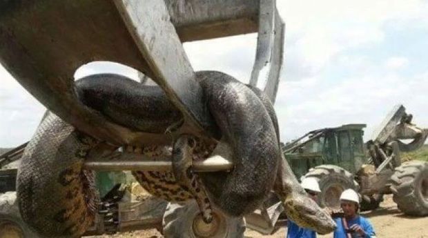 Dünyanın ən böyük ilanı tutulub – VİDEO