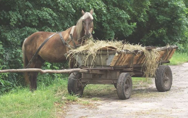 Qubada gənc at arabasının altında qaldı