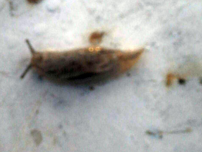 Günəşliyə ilbizlər daraşıb - FOTO