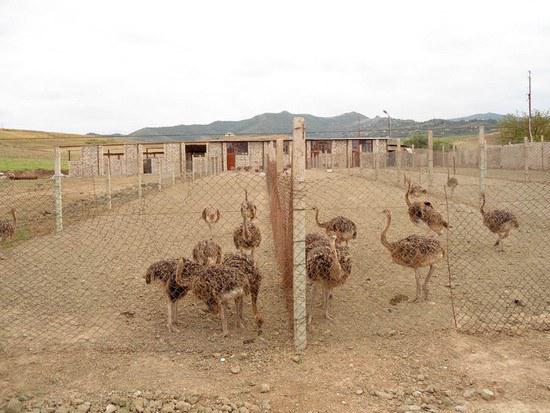 Ermənilər Qarabağa dəvəquşu gətirirlər - FOTO