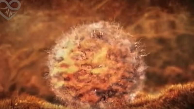 İnsan belə yaranır: 4 dəqiqəlik VİDEO