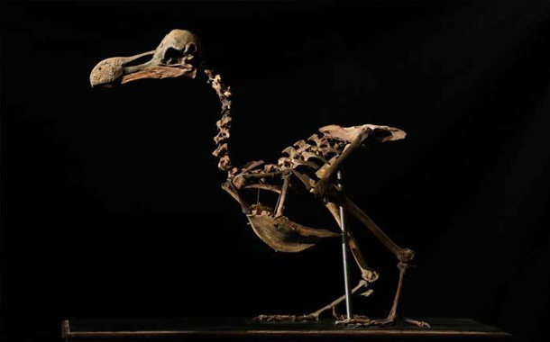 Quş skeleti 430 min dollara satıldı