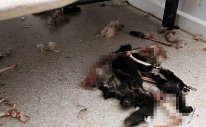 Evdə ac qalıb, bir-birlərini yedilər - FOTOLAR