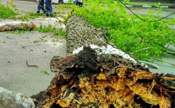 Kəsdiyi ağacın altında qalıb öldü