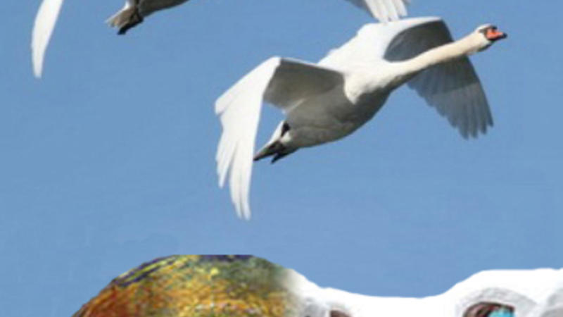 “Quş qripi”nə görə monitorinqlər başlayır