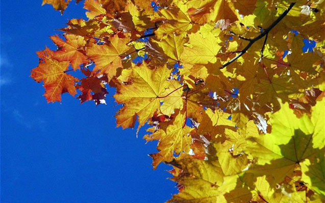 Sabah hava necə olacaq?