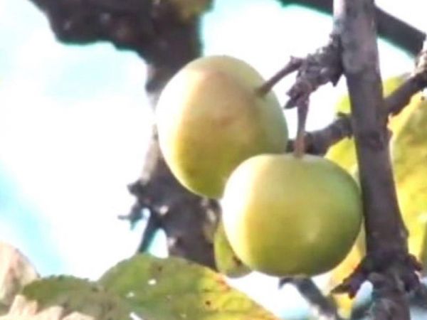 Göyçayda alça bar verdi - FOTO