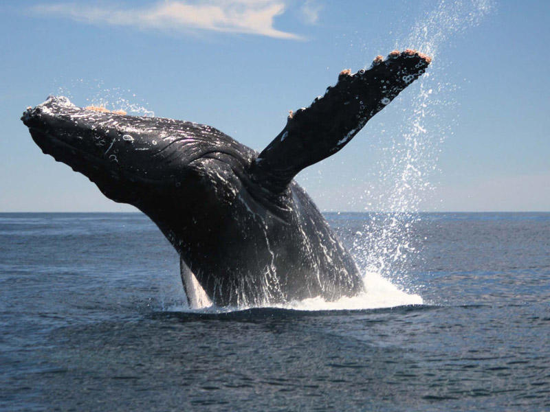 Balinaların tez-tez suyun səthinə çıxmalarının səbəbi bəlli oldu