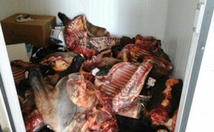 Qəbələdə aşkarlanan at cəmdəkləri zərərsizləşdirilib